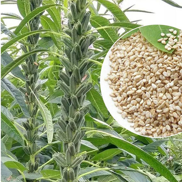 25gram sesame seeds for growing
