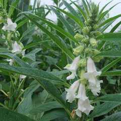 bulk sesame seed for planting