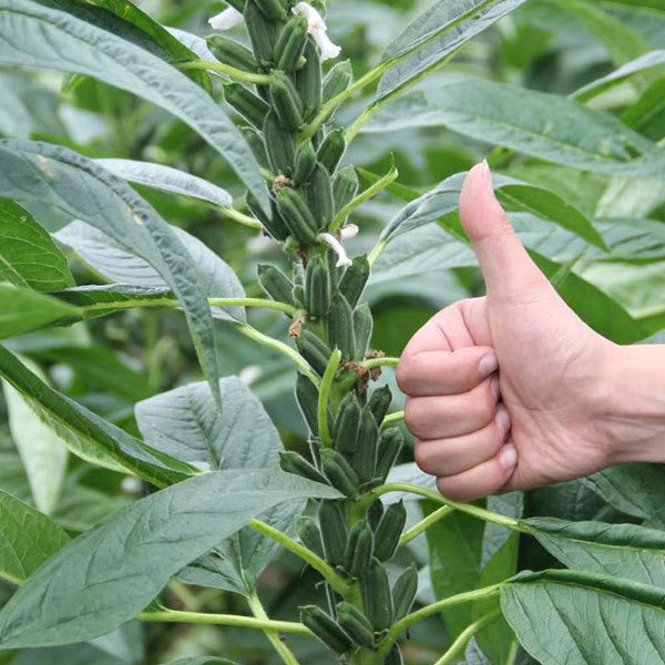 25gram/bags sesame seed flower