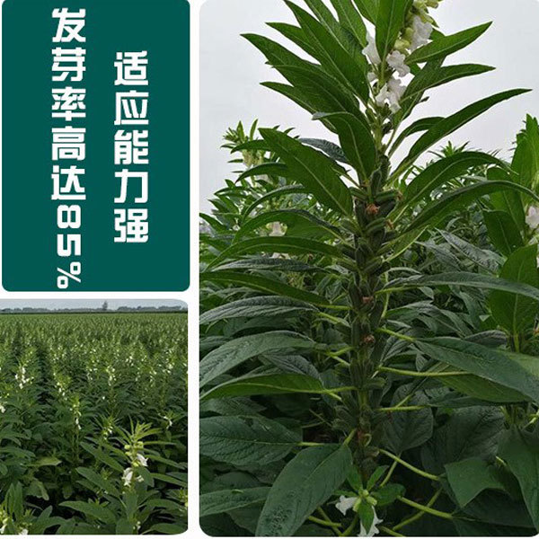 best sesame seeds for planting