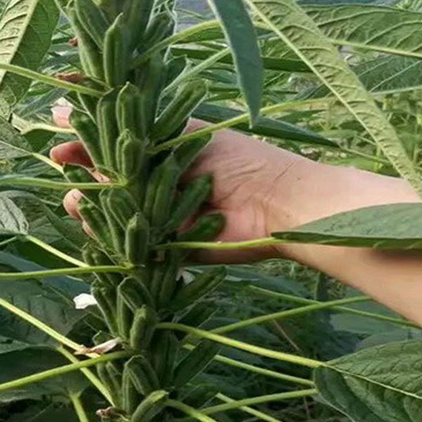 raw sesame seeds for planting 150gram/bags