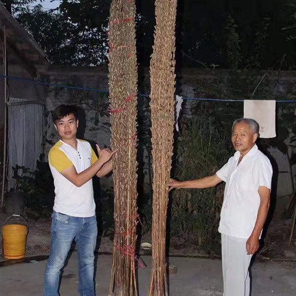 200gram/bags for planting hybrid sesame seeds