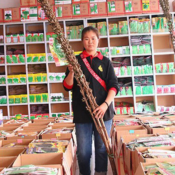 500gram/bags for planting hybrid sesame seeds