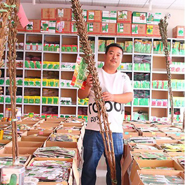 sesame seeds for planting 200gram/bags for planting