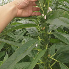 500gram/bags growing sesame seeds at home