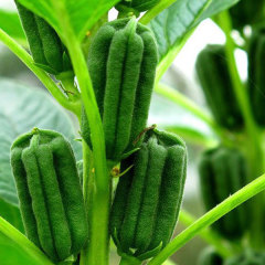 growing sesame seeds 50gram/bags for planting