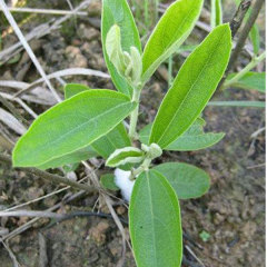 different types of sesame seeds 50gram/bags for planting