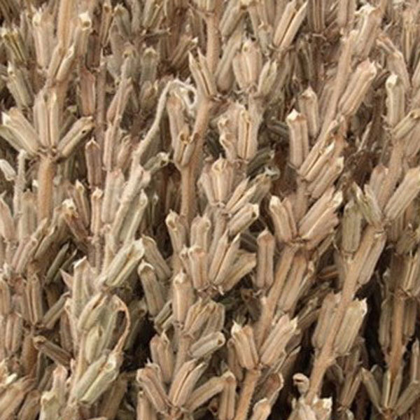 sprouted sesame seeds