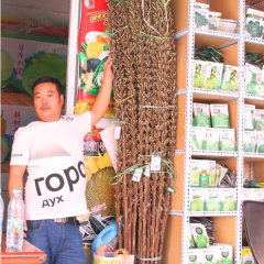 500gram/bags growing sesame seeds at home