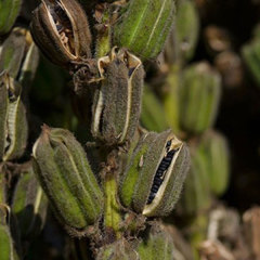 best black sesame seeds 150gram/bags for planting
