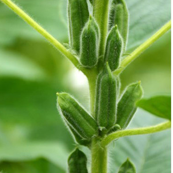 black and white sesame seeds 30gram/bags for planting