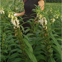 best sesame seeds for planting