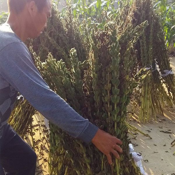 25gram/bags sesame seed flower