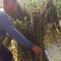 25gram/bags sesame seed flower