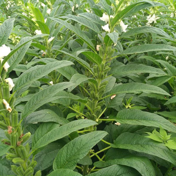 black sesame seed plant 500gram/bags for planting