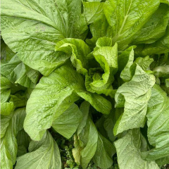 1000 seeds/bags for sowing mustard green seeds