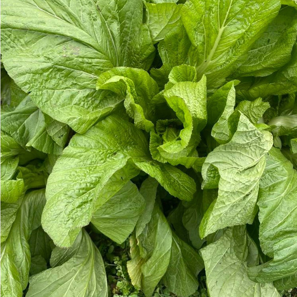 1000 seeds/bags for sowing mustard green seeds