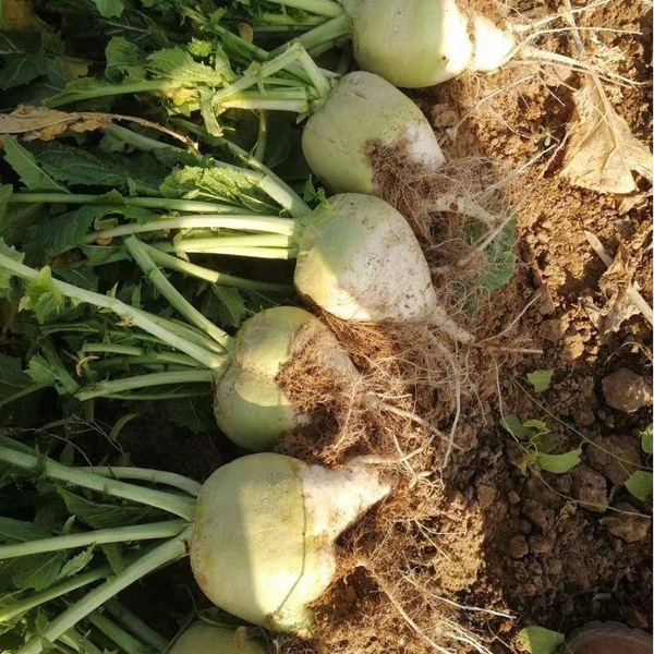 whole mustard seed for planting