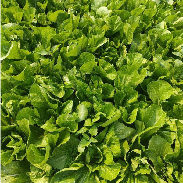 mustard leaf seeds