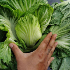 1000 seeds/bags for sowing mustard green seeds