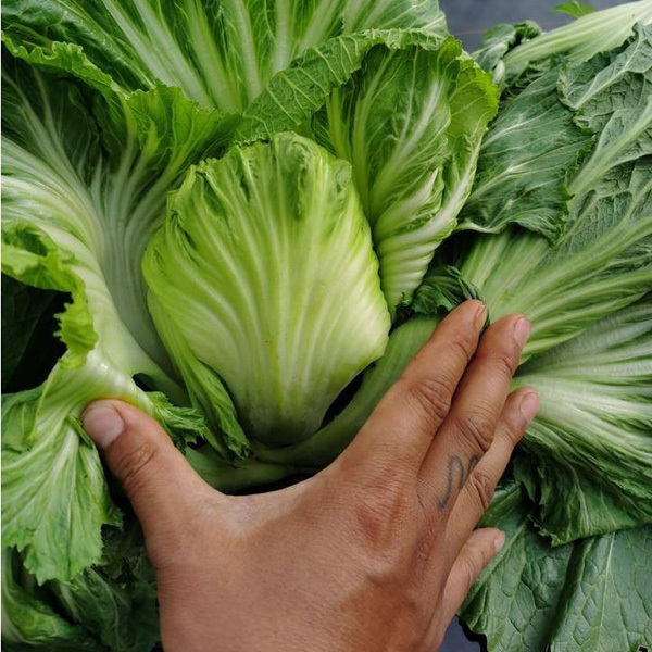 1000 seeds/bags for sowing mustard green seeds