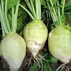 mustard seeds garden for sowing