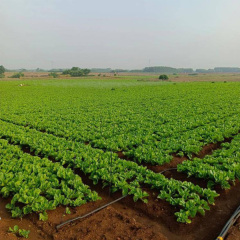 mustard seeds for planting