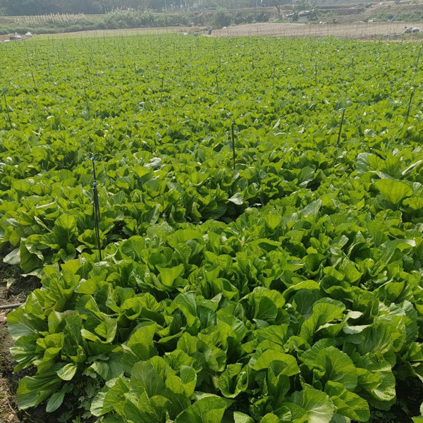 mustard leaf seeds