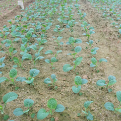 sweet chinese mustard leaf seeds for planting