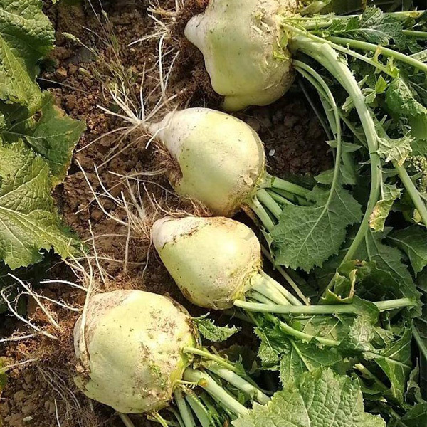 mustard seed near me for sales for planting