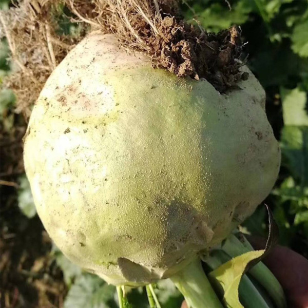 mustard seed wholesale 1kg/bags