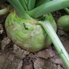 mustard seed wholesale 1kg/bags