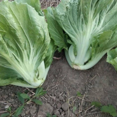 800 seeds/bags for planting yellow mustard seeds