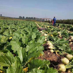 whole mustard seed for planting