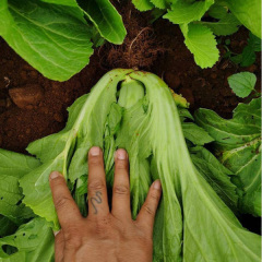 1000 seeds/bags for sowing mustard green seeds