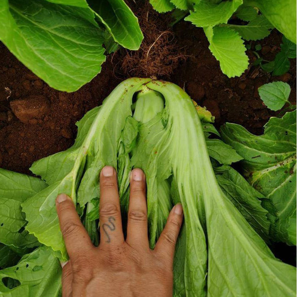 1000 seeds/bags for sowing mustard green seeds