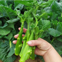 sweet chinese mustard leaf seeds for planting