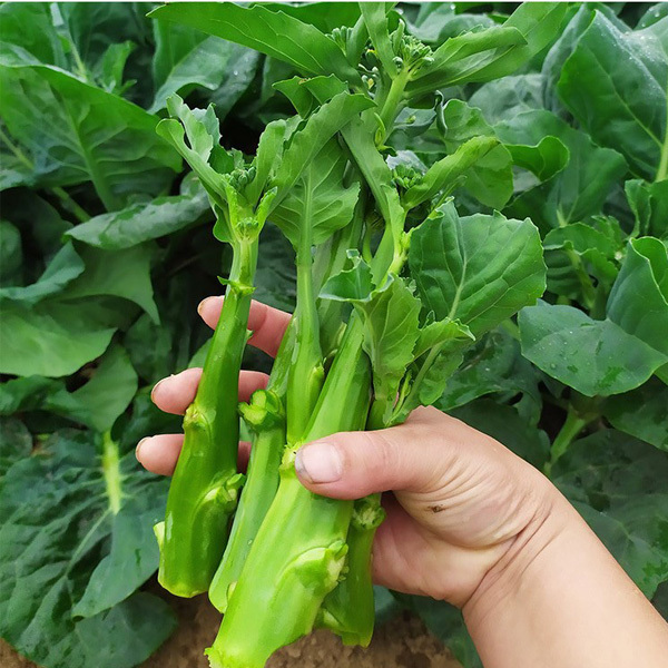sweet chinese mustard leaf seeds for planting