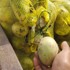 broad leaf mustard seed