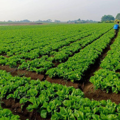 mustard seeds for planting