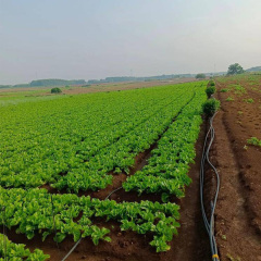 mustard seeds for planting