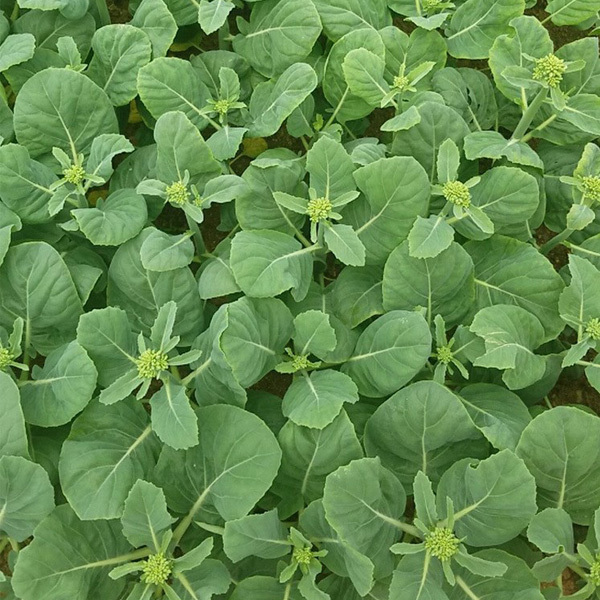 sweet chinese mustard leaf seeds for planting