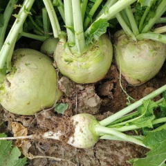 whole mustard seed for planting