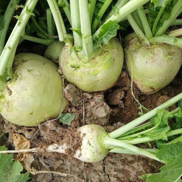 whole mustard seed for planting