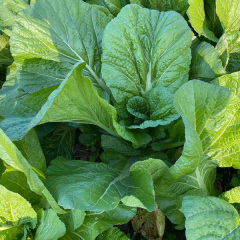 1000 seeds/bags for sowing mustard green seeds