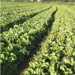 800 seeds/bags for planting yellow mustard seeds