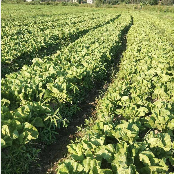 800 seeds/bags for planting yellow mustard seeds