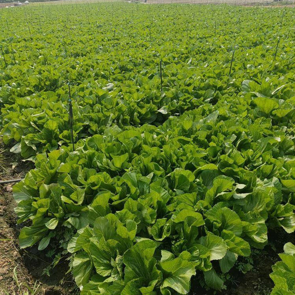 mustard leaf seeds