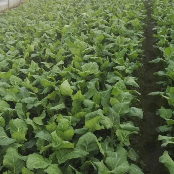 sweet chinese mustard leaf seeds for planting