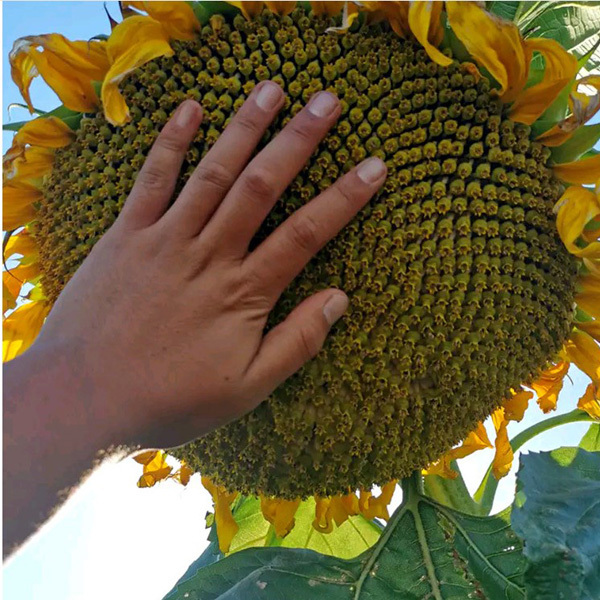 big sunflower seeds 100gram/bags for planting